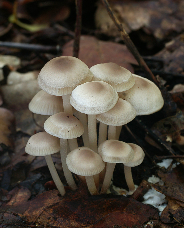 Marasmius wynnae